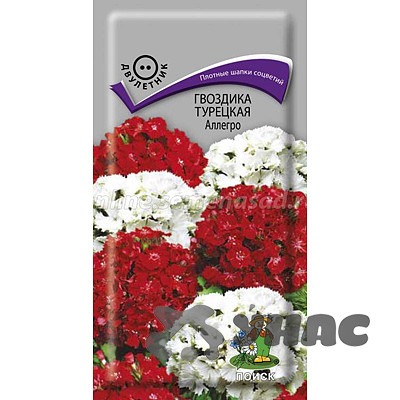 Гвоздика Турецкая Аллегро Поиск Ц