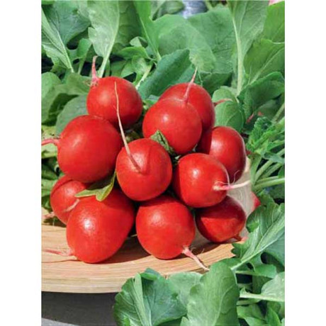 Редис Рудольф 500гр БЕЙО