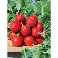 Редис Рудольф 500гр БЕЙО