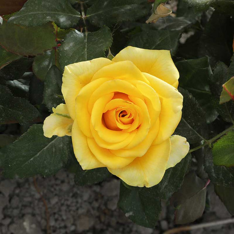 Роза чайно-гибридная Тара Садовита