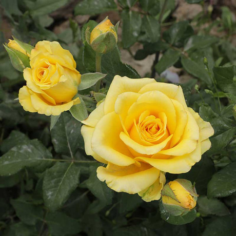 Роза чайно-гибридная Тара Садовита