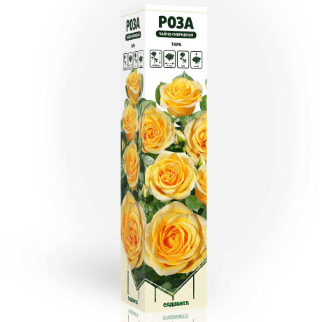 Роза чайно-гибридная Тара Садовита