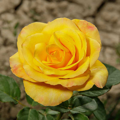 Роза чайно-гибридная Тара Садовита