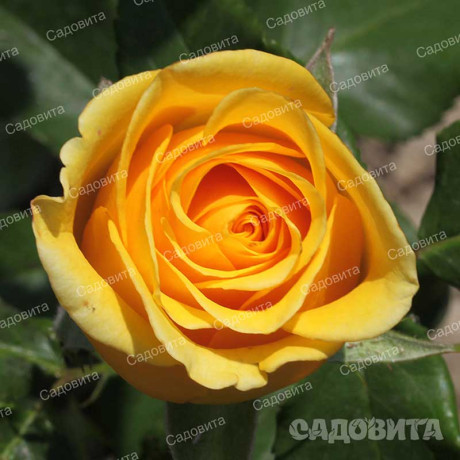 Роза чайно-гибридная Тара Садовита