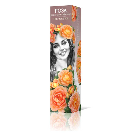 Роза шраб Пэт Остин (английская) Садовита