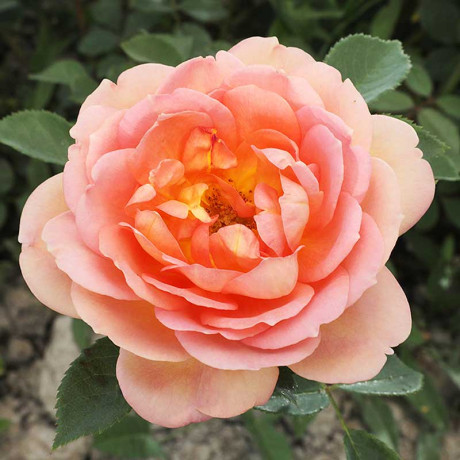 Роза шраб Пэт Остин (английская) Садовита