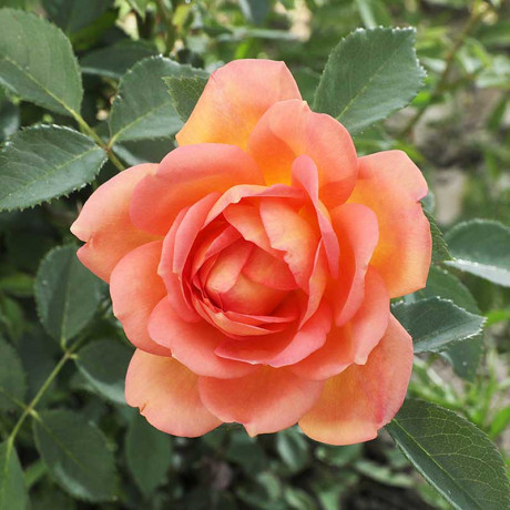 Роза шраб Пэт Остин (английская) Садовита