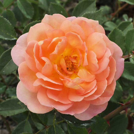 Роза шраб Пэт Остин (английская) Садовита