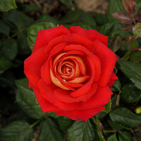 Роза флорибунда Шанти Садовита