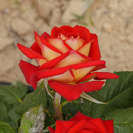 Роза флорибунда Шанти Садовита