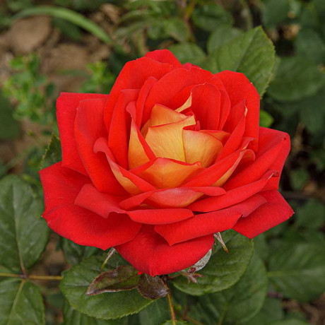 Роза флорибунда Шанти Садовита