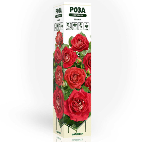 Роза флорибунда Шанти Садовита