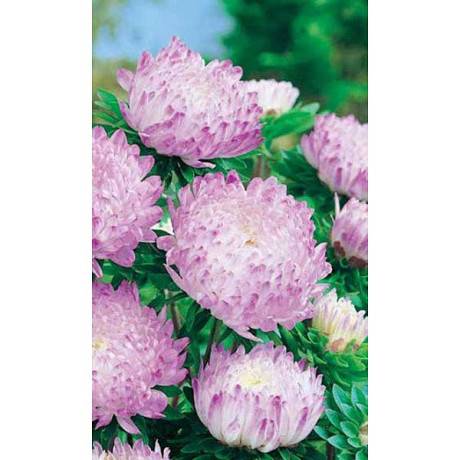 Астра Кварцевая башня Марс Ц