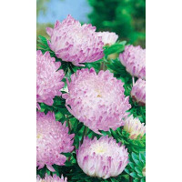 Астра Кварцевая башня Марс Ц