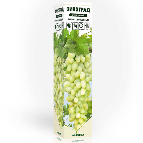 Виноград Русбол улучшенный очень ранний Садовита