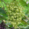 Виноград Русбол улучшенный очень ранний Садовита