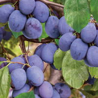 Слива Волжская красавица Садовита