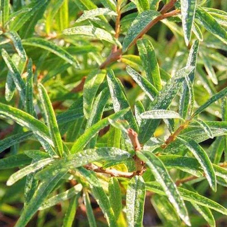 Облепиха Гном (опылитель) Садовита