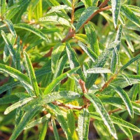 Облепиха Гном (опылитель) Садовита