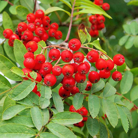 Рябина Сказочная Садовита