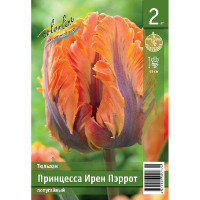 Тюльпан Принцесса Ирен Пэррот 11/12 2 шт