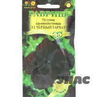 Петуния Черный бархат Гавриш Ц