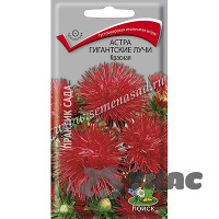 Астра Гигантские лучи Красная Поиск Ц