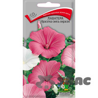 Лаватера Красотка смесь Поиск Ц