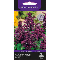 Сальвия Редди Парпл Поиск Ц