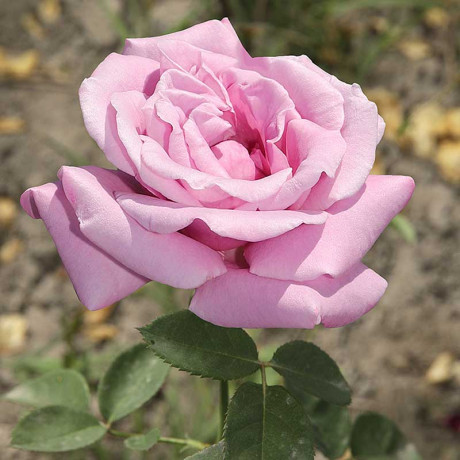 Роза чайно-гибридная Шарль Де Голль Садовита