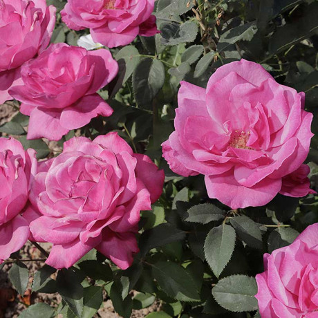 Роза чайно-гибридная Шарль Де Голль Садовита