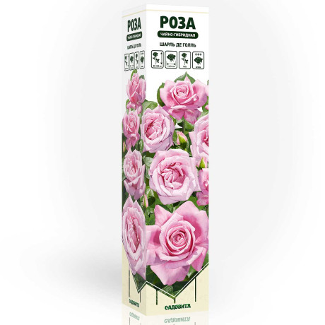 Роза чайно-гибридная Шарль Де Голль Садовита