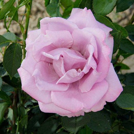 Роза плетистая Индиголетта Садовита