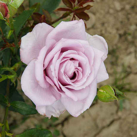 Роза плетистая Индиголетта Садовита