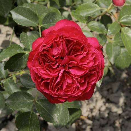 Роза шраб Эрик Таберли Садовита