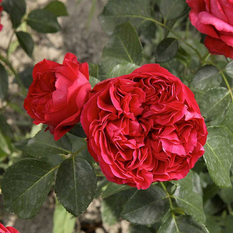 Роза шраб Эрик Таберли Садовита