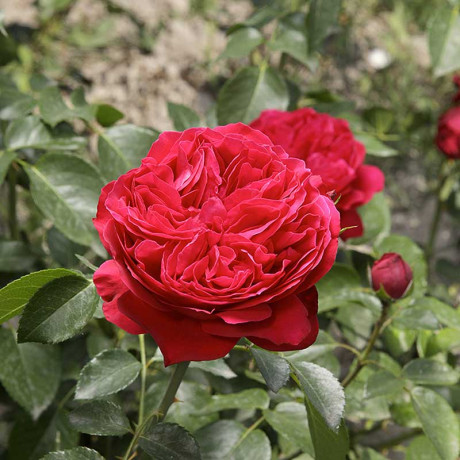 Роза шраб Эрик Таберли Садовита