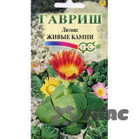 КОМ Литопс живые камни  3шт  Гавриш Ц