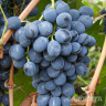 Виноград Сверхранний Рубцовой (3-10-48) сверхранний Садовита