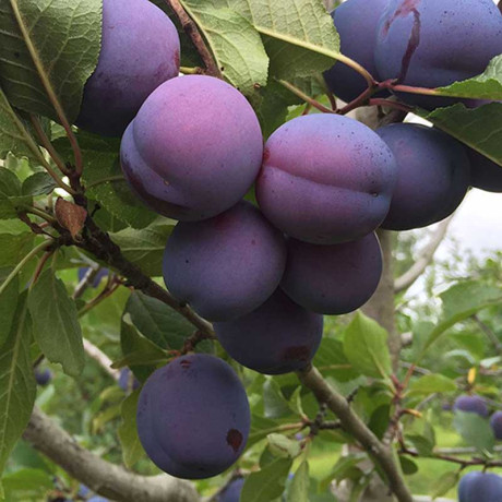 Слива Заречная ранняя Садовита