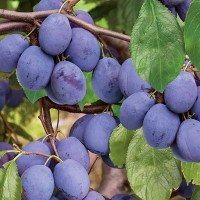 Слива Венгерка ранняя Садовита