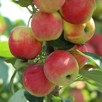 Яблоня Ермаковское горное (полукарлик) Садовита