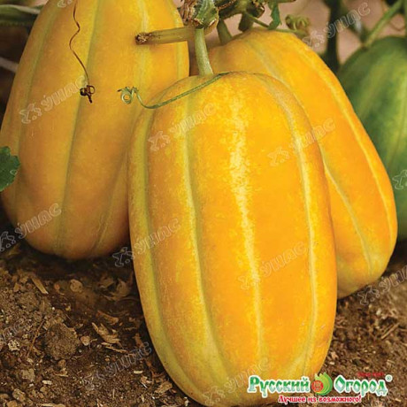 Дыня Манита НК Ц /25 шт