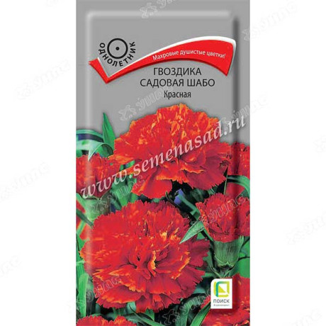 Гвоздика Шабо Красная Поиск Ц
