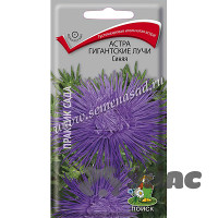 Астра Гигантские лучи Синяя Поиск Ц