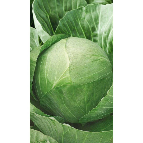 Капуста Золотой гектар 1432 белокочанная 0,5 гр Садовита Ц