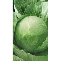 Капуста Золотой гектар 1432 белокочанная 0,5 гр Садовита Ц
