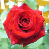 Роза чайно-гибридная Лавли рэд Садовита