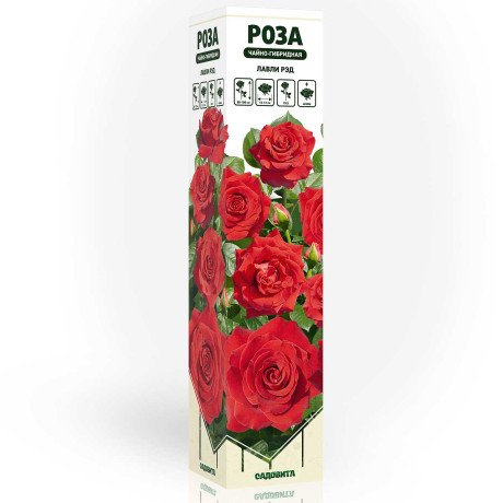 Роза чайно-гибридная Лавли рэд Садовита