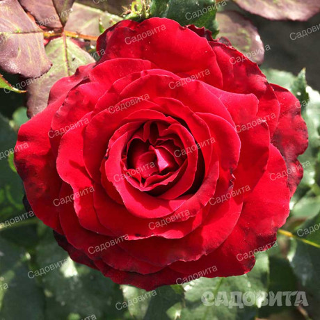 Роза чайно-гибридная Лавли рэд Садовита